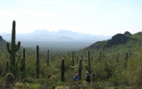 PICTURES/Picacho Peak & Casa Grande/t_Picacho Peak - Cactus Forrest.JPG